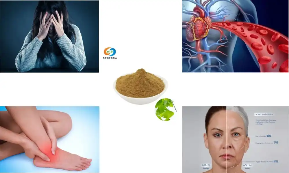The Growing Popularity of Ginkgo Leaf Powder in Nutraceuticals